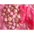 Fresh Red Onion In High Quality